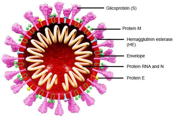 Coronavirus sections